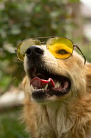 Собаки и кошки в добрые руки