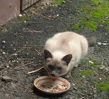 Собаки и кошки в добрые руки