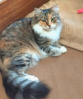 Собаки и кошки в добрые руки