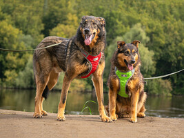 Собаки и кошки в добрые руки