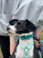 Собаки и кошки в добрые руки