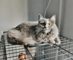 Собаки и кошки в добрые руки