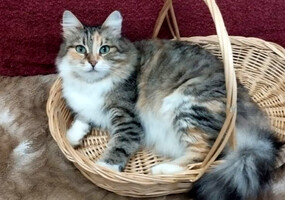 Собаки и кошки в добрые руки