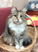 Собаки и кошки в добрые руки