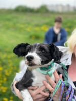 Собаки и кошки в добрые руки