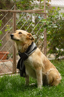 Собаки и кошки в добрые руки