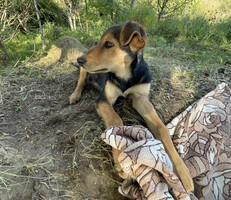 Собаки и кошки в добрые руки