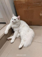Собаки и кошки в добрые руки