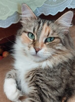 Собаки и кошки в добрые руки