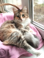 Собаки и кошки в добрые руки