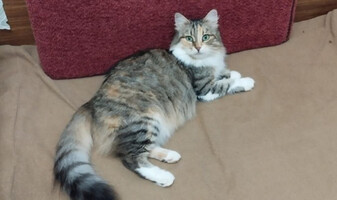 Собаки и кошки в добрые руки