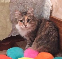 Собаки и кошки в добрые руки