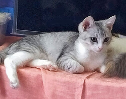 Собаки и кошки в добрые руки