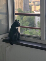 Собаки и кошки в добрые руки