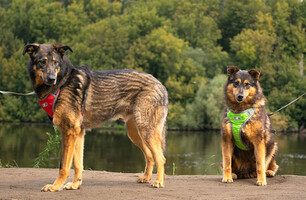 Собаки и кошки в добрые руки
