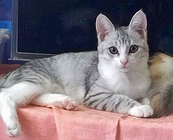 Собаки и кошки в добрые руки