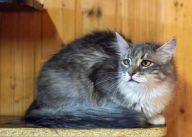 Собаки и кошки в добрые руки