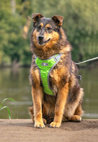 Собаки и кошки в добрые руки