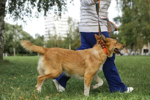 Собаки и кошки в добрые руки
