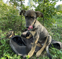 Собаки и кошки в добрые руки