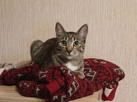 Собаки и кошки в добрые руки