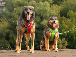 Собаки и кошки в добрые руки