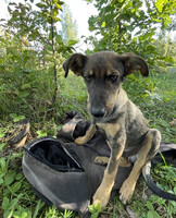 Собаки и кошки в добрые руки