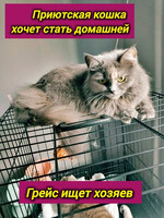 Собаки и кошки в добрые руки