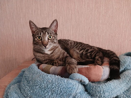 Собаки и кошки в добрые руки