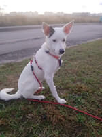 Собаки и кошки в добрые руки