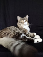 Собаки и кошки в добрые руки