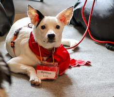 Собаки и кошки в добрые руки