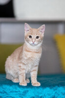 Собаки и кошки в добрые руки