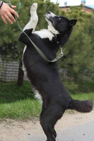 Собаки и кошки в добрые руки