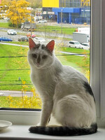 Собаки и кошки в добрые руки