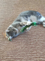 Собаки и кошки в добрые руки