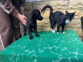 Собаки и кошки в добрые руки