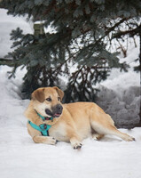 Собаки и кошки в добрые руки