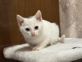 Собаки и кошки в добрые руки