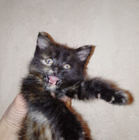 Собаки и кошки в добрые руки