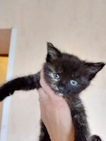 Собаки и кошки в добрые руки