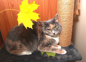 Собаки и кошки в добрые руки