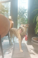 Собаки и кошки в добрые руки