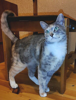 Собаки и кошки в добрые руки