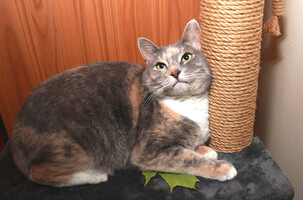 Собаки и кошки в добрые руки