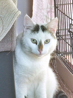 Собаки и кошки в добрые руки