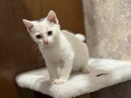 Собаки и кошки в добрые руки