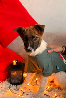 Собаки и кошки в добрые руки