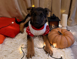 Собаки и кошки в добрые руки