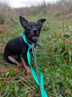 Собаки и кошки в добрые руки